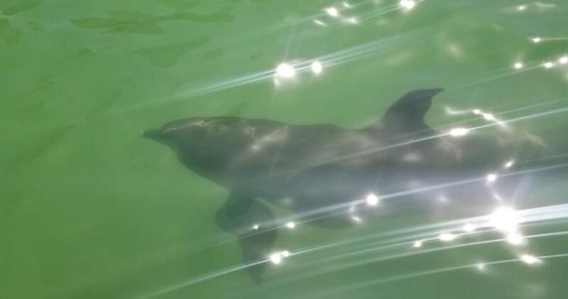 Island Paradise: Dolphin, Shelling, Birding Eco Boat Tour - Why This Tour Offers Good Value