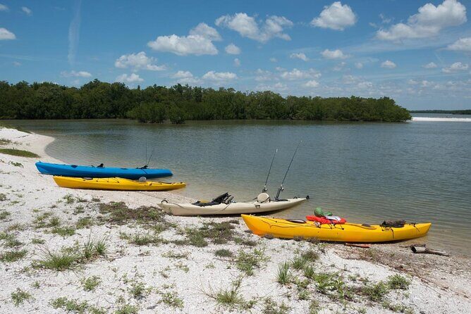 Island Paradise: Dolphin, Shelling, Birding Eco Boat Tour - Key Points