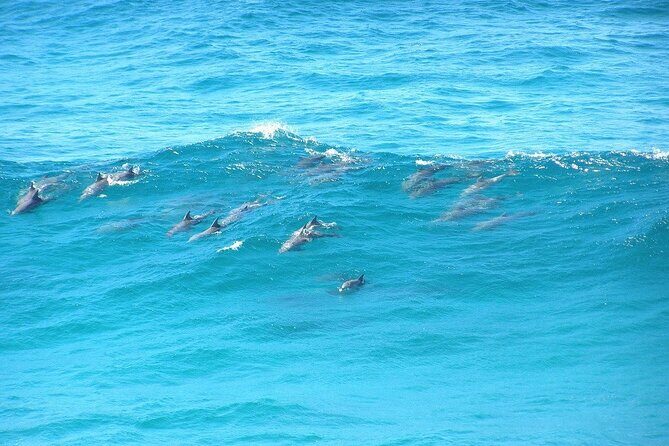Island Pub Crawl with Lunch and High Speed Boat Tour in Brisbane - Moreton Island: Island Bar Party and Beach Time