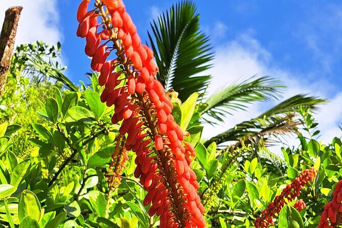 Island Tour (Food and Drinks include) - Authentic Feedback: What Travelers Say