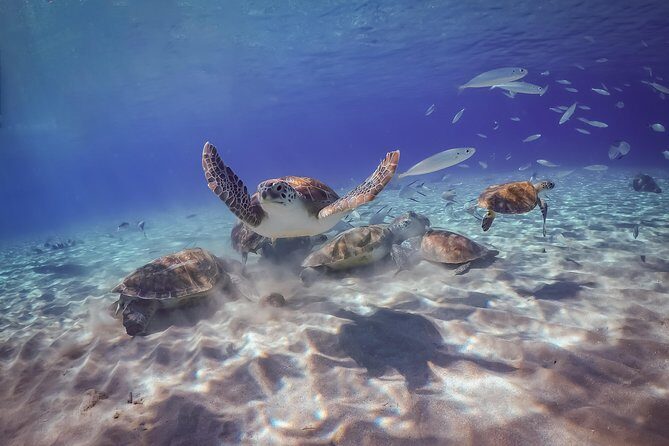 Island Treasures: Caves, Turtles and Turquoise Beach Break - Key Points