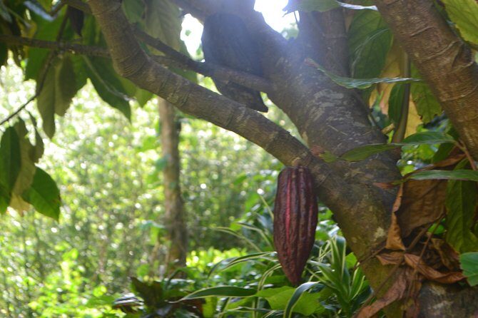 Isle of Spice Adventure Tour - Guides and Personal Touches