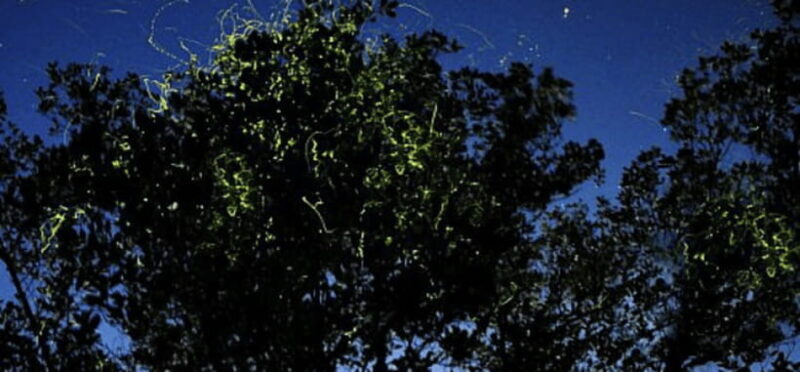 Iwahig Firefly Watching Tour| Puerto Princesa - Key Points