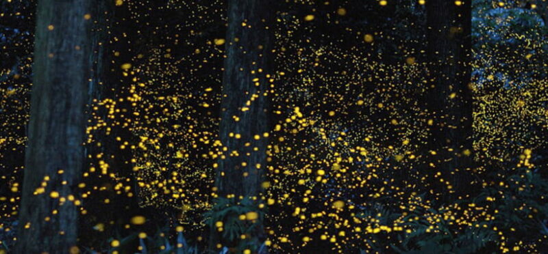 Iwahig Firefly Watching Tour| Puerto Princesa - The Itinerary in Detail