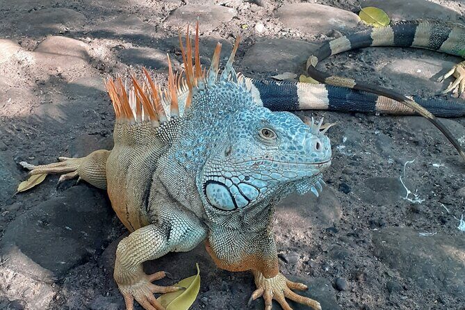 Ixtapa Island Tour - Final Thoughts