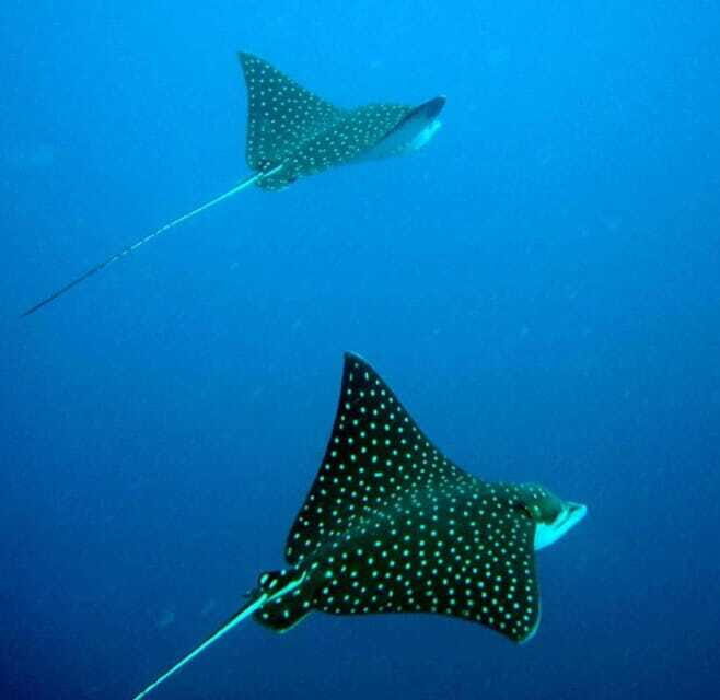 Ixtapa: Underwater Adventures in Zihuatanejo - Final thoughts