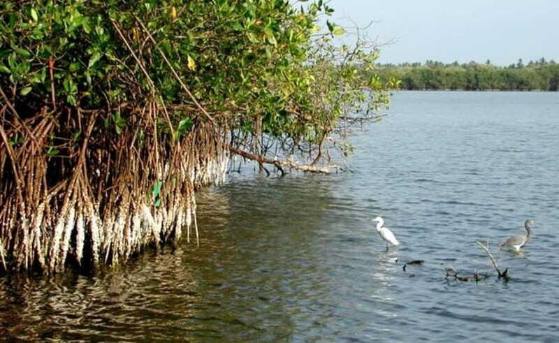 Ixtapa-Zihuatanejo: Barra de Potosi Scenic Lagoon Tour - The Bottom Line