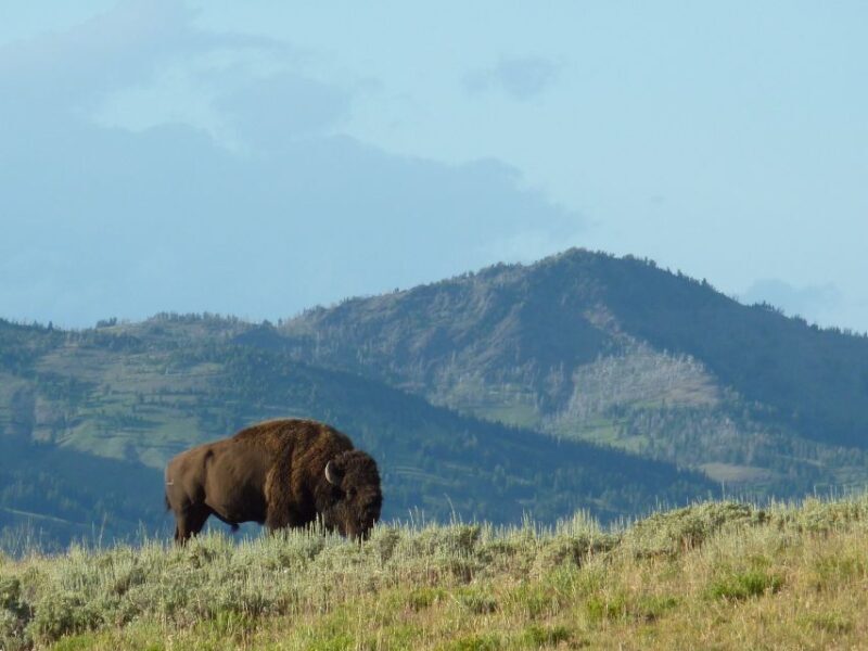 Jackson: 2-Day Yellowstone National Park Tour with Lunches - Final Word