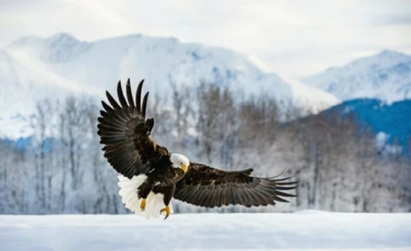 Jackson: 4-Day Grand Teton & Yellowstone Winter Tour - An In-Depth Look at the 4-Day Wyoming Winter Tour