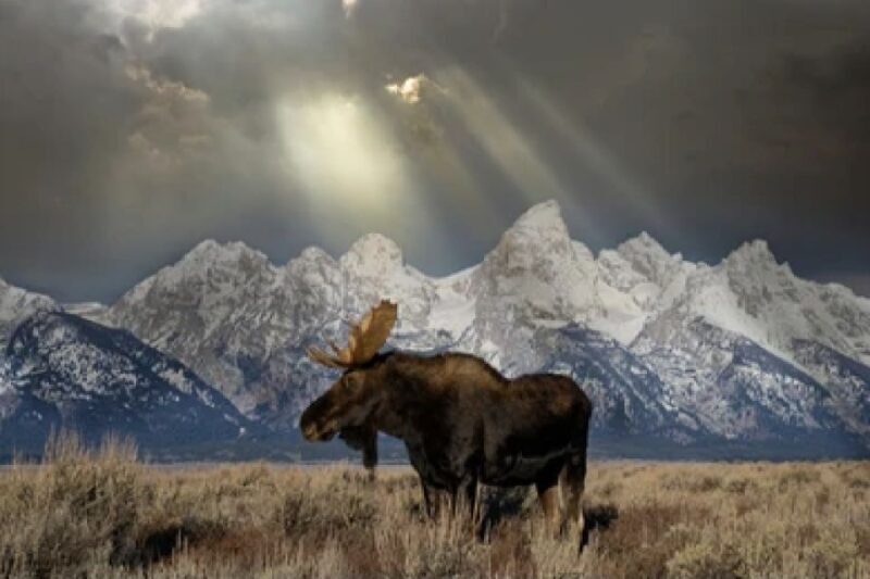 Jackson: 4-Day Grand Teton & Yellowstone Winter Tour - Practical Tips and Considerations
