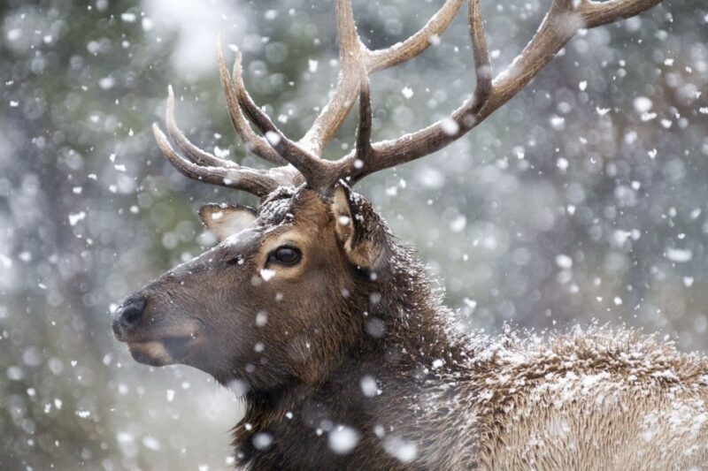 Jackson: 4-Day Grand Teton & Yellowstone Winter Tour - Final Thoughts