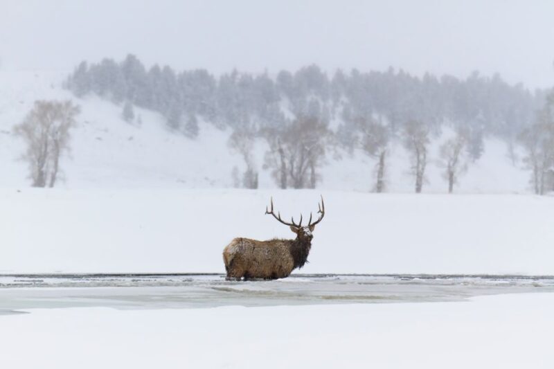 Jackson: Grand Teton, Bighorn Sheep, and Petroglyphs Tour - Exploring the Itinerary: What You Can Expect