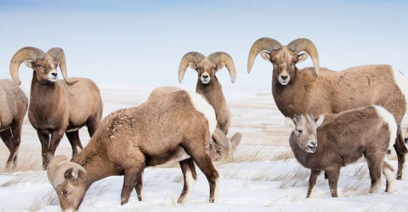 Jackson: Grand Teton, Bighorn Sheep, and Petroglyphs Tour - Who Will Appreciate This Tour?