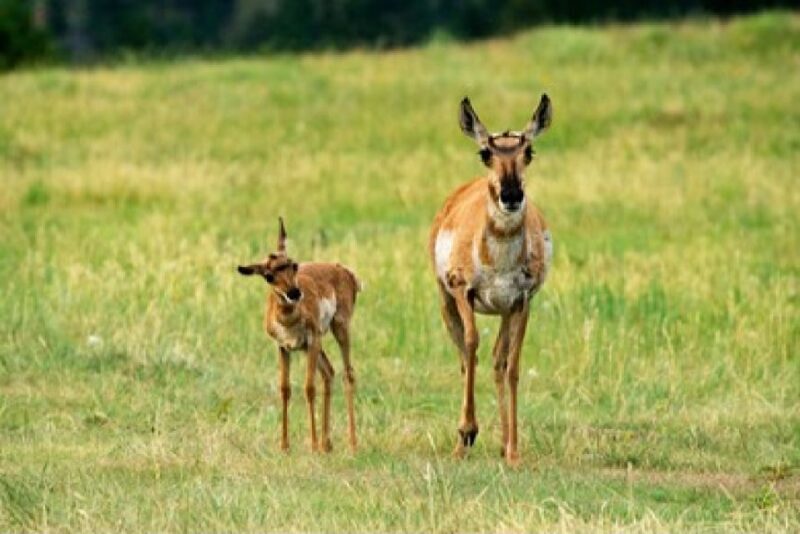 Jackson: Grand Teton National Park Guided Wildlife Tour - Key Points
