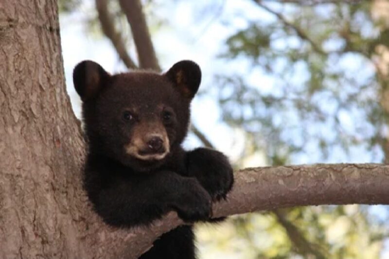 Jackson: Grand Teton National Park Guided Wildlife Tour - The Sum Up