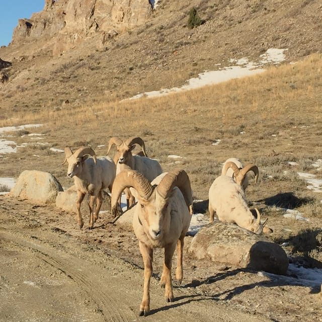 Jackson: Grand Teton Sunrise Safari with Naturalist Guide - FAQs