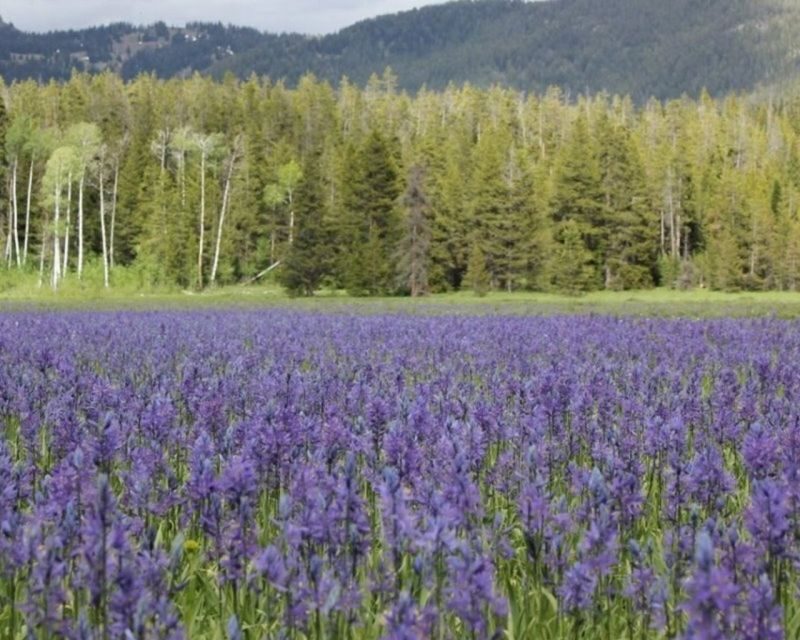 Jackson Hole 2-Day Private Safari: Yellowstone Loops Tour - Key Points