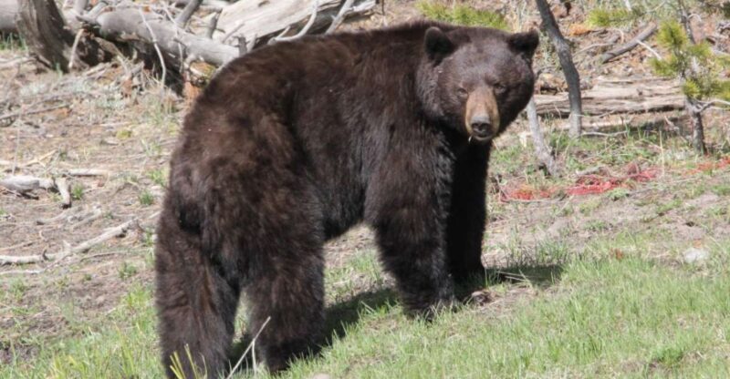 Jackson Hole 2-Day Private Safari: Yellowstone Loops Tour - An In-Depth Look at the Tour