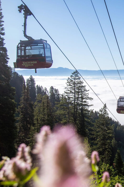 Jackson Hole: Aerial Tram and Gondolas Sightseeing - The The Sum Up