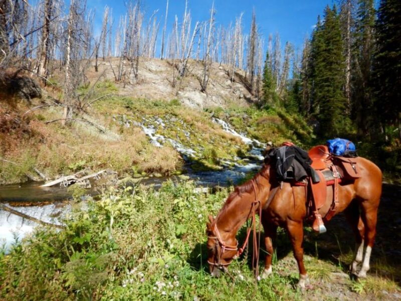 Jackson Hole: Bridger-Teton National Forest Horseback Ride - An Authentic Wyoming Experience in the Heart of Nature
