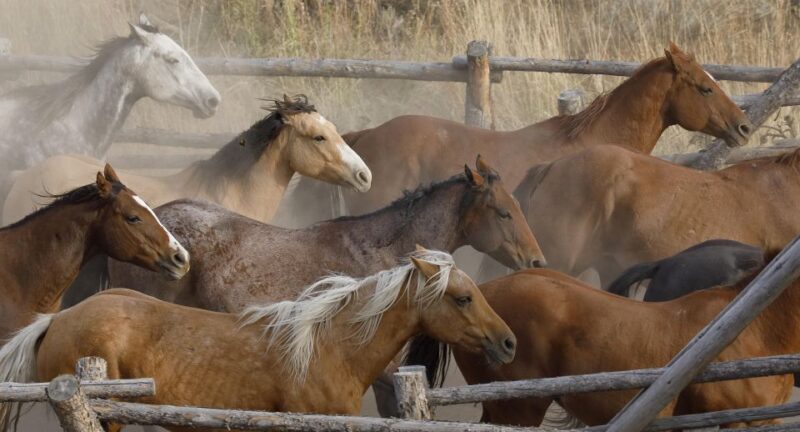 Jackson Hole: Dinner Cookout & Bridger-Teton Horseback Ride - Authenticity and Value