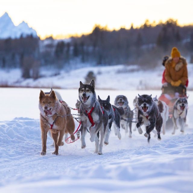 Jackson Hole: Dogsledding Tour with Hot Chocolate - Key Points