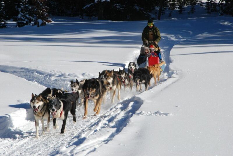 Jackson Hole: Dogsledding Tour with Hot Chocolate - A Balanced Look at the Dogsledding Adventure in Jackson Hole