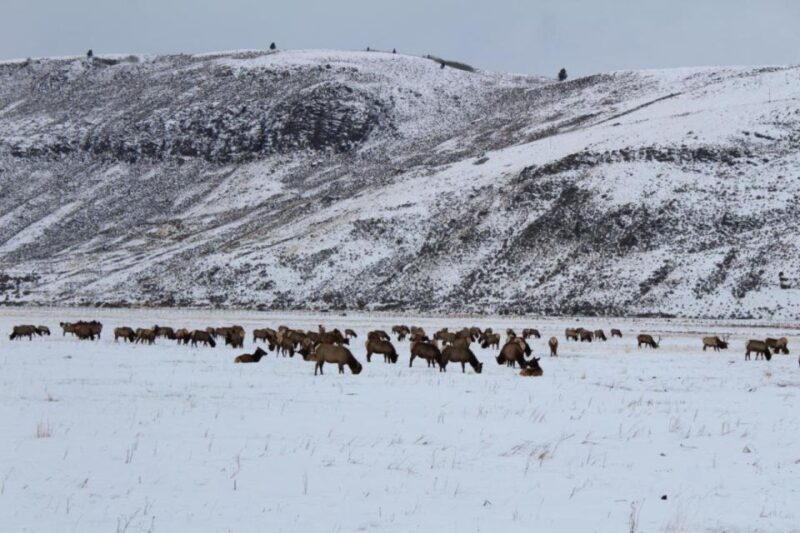 Jackson Hole: National Elk Refuge Sleigh Ride - Why We Recommend This Tour