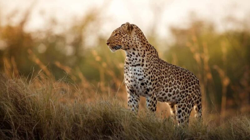Jaipur: Half-Day Jhalana Leopard Safari with Guide - A Detailed Look at the Jhalana Leopard Safari Experience