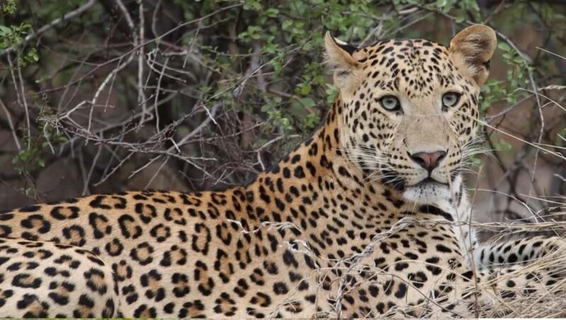 Jaipur: Half-Day Jhalana Leopard Safari with Guide - What to Keep in Mind