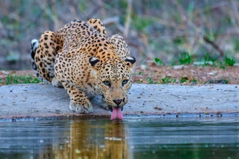 Jaipur: Half-Day Jhalana Leopard Safari with Guide - Frequently Asked Questions