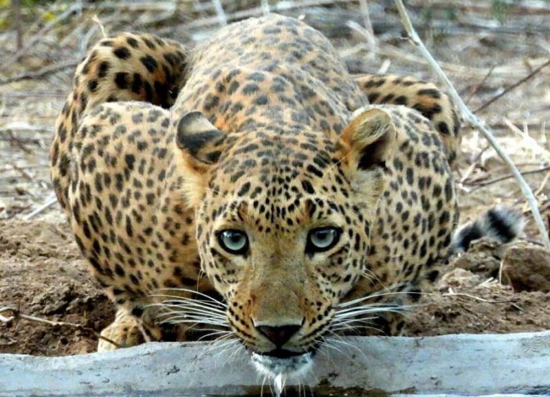 Jaipur: Half Day Leopard Safari and Guided City Tour - Key Points