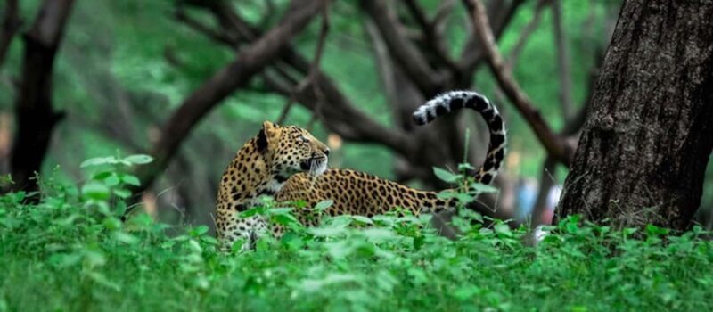 Jaipur: Half Day Leopard Safari and Guided City Tour - Final Thoughts