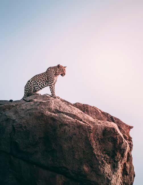 Jaipur: Jhalana Amagarh Leopard Reserve 4×4 Jeep Safari - Key Points