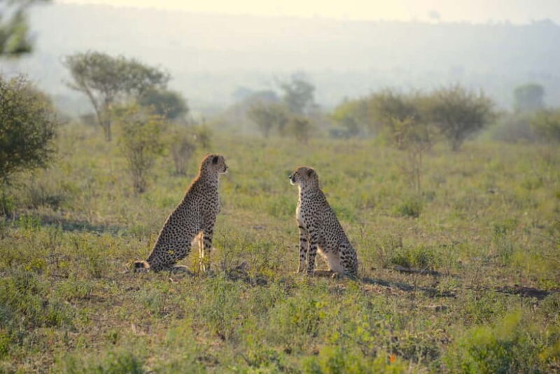 Jaipur: Jhalana Amagarh Leopard Reserve 4×4 Jeep Safari - A Deep Dive into the Safari Experience