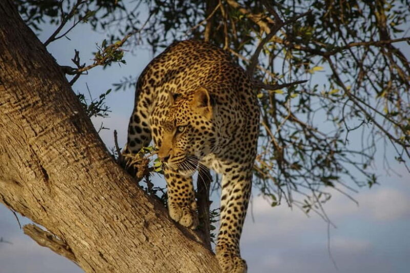 Jaipur: Jhalana Amagarh Leopard Reserve 4×4 Jeep Safari - Final Thoughts