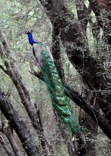 Jaipur: Jhalana Amagarh Leopard Safari Park Guided Tour - Key Points
