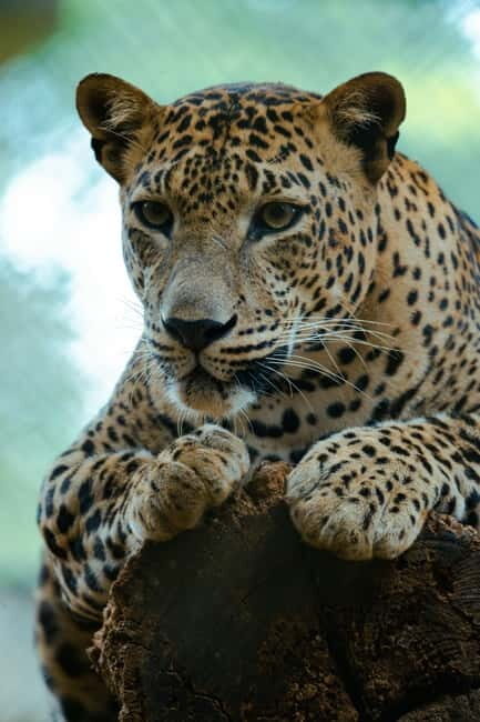 Jaipur: Jhalana Amagarh Leopard Safari Park Guided Tour - The Experience in Detail