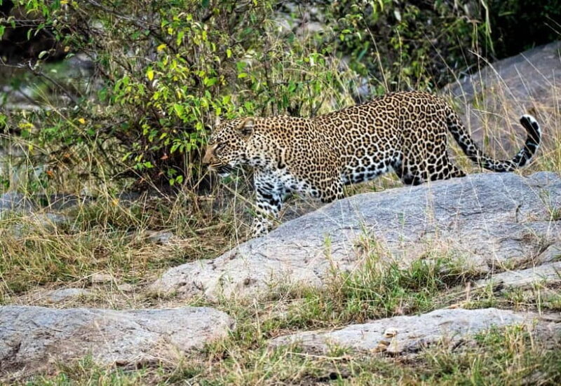 Jaipur: Jhalana Amagarh Leopard Safari Park Guided Tour - Who Should Consider This Tour