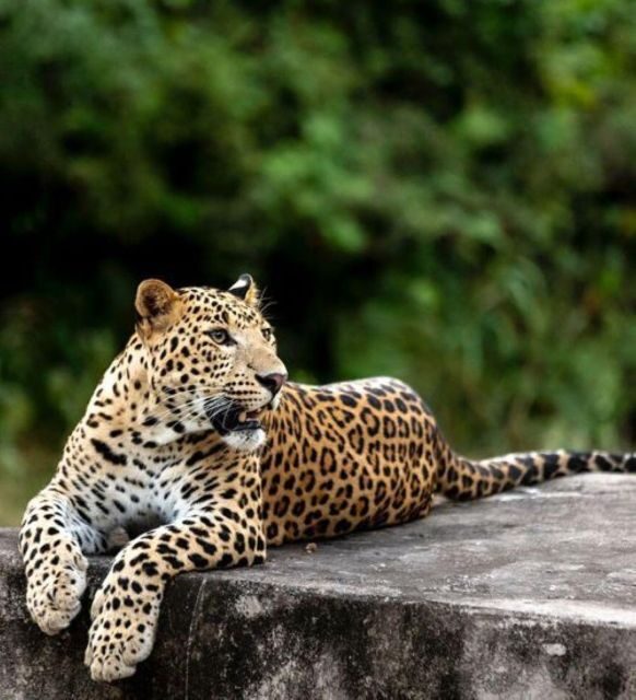 Jaipur: Jhalana/Amagarh leopard safari private tour - Key Points
