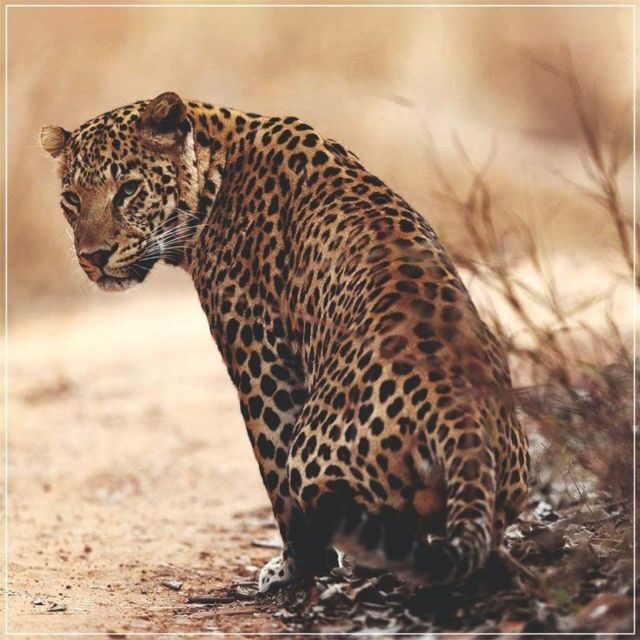 Jaipur: Jhalana/Amagarh leopard safari private tour - Introduction: What Makes This Safari Worth Considering