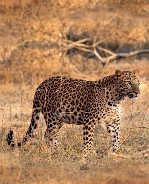 Jaipur: Jhalana/Amagarh leopard safari private tour - The Real-World Reviews: What Travelers Say