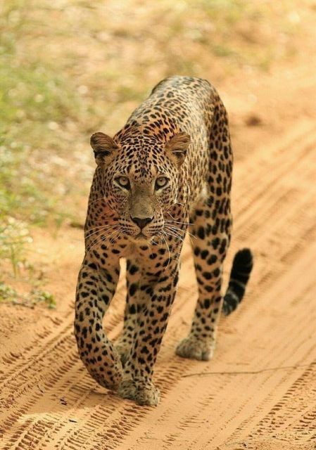Jaipur: Jhalana/Amagarh leopard safari private tour - FAQ