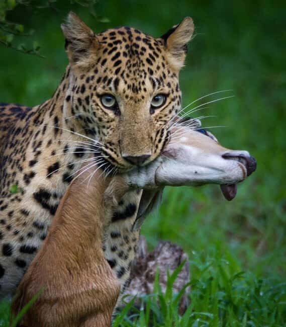 Jaipur: Jhalana/amagarh Leopard Safari - Exploring the Jhalana Leopard Reserve