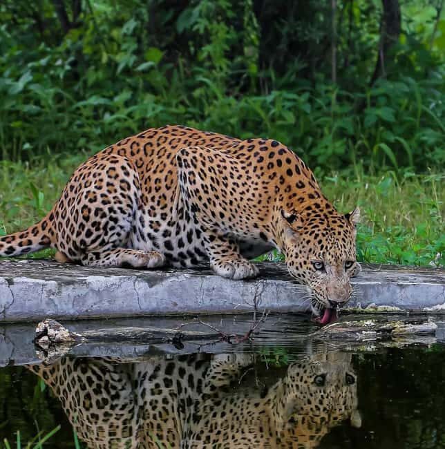 Jaipur: Jhalana/amagarh Leopard Safari - Final Thoughts