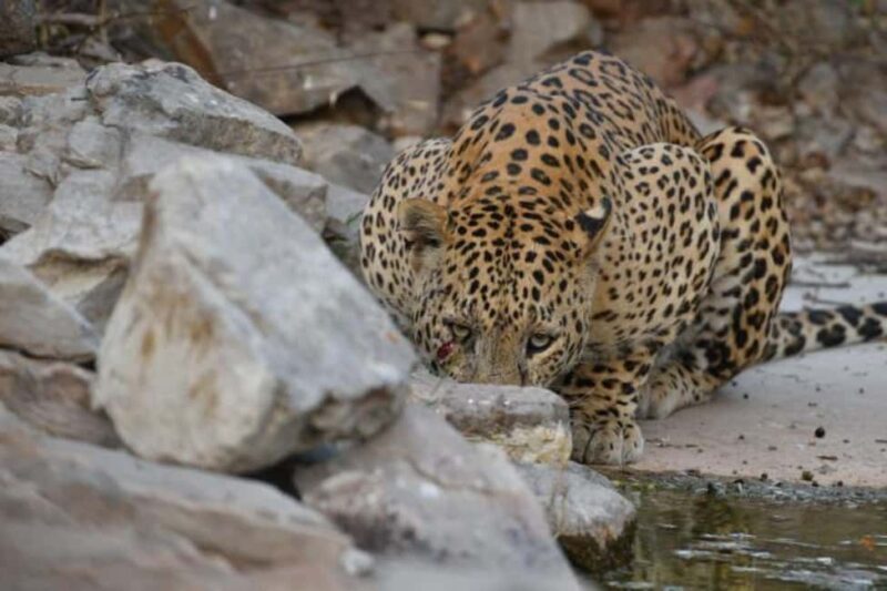 Jaipur: Jhalana/amagarh Leopard Safari - FAQs