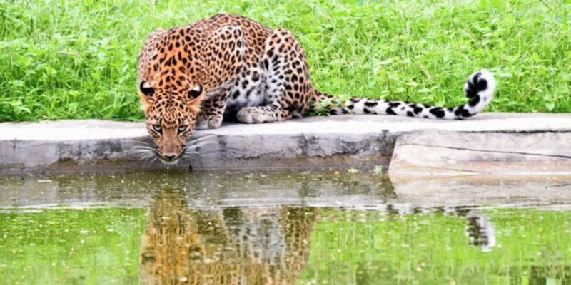 Jaipur: Jhalana/Amargarh Leopard Safari Private Tour - An In-Depth Look at the Safari Experience