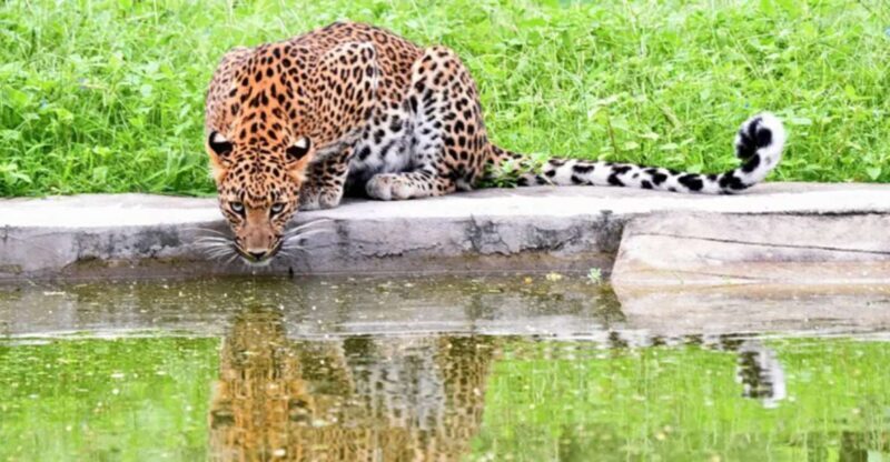 Jaipur: Jhalana/Amargarh Leopard Safari Private Tour - What You’ll Really Take Away
