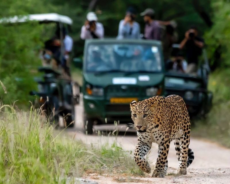 Jaipur: Jhalana/Amargarh Leopard Safari Private Tour - Who Should Consider This Tour?