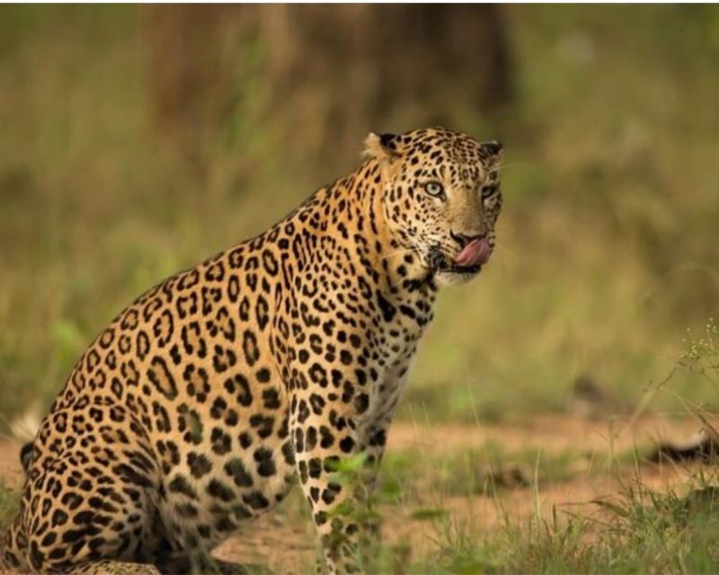 Jaipur: Jhalana/Amargarh Leopard Safari Private Tour - Frequently Asked Questions